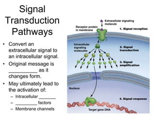 Signal
Transduction
Pathways
• Convert an
extracellular signal to
an intracellular signal.
• Original message is
__________ as it
changes form.
• May ultimately lead to
the activation of:
– Intracellular _______
– _________ factors
– Membrane channels
 