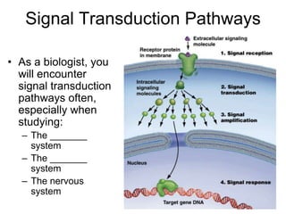 Signal Transduction Pathways
• As a biologist, you
will encounter
signal transduction
pathways often,
especially when
studying:
– The _______
system
– The _______
system
– The nervous
system
 