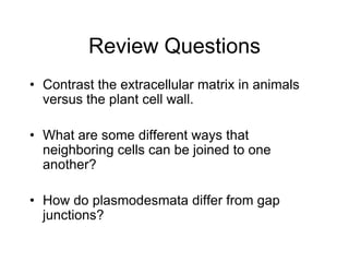 Review Questions
• Contrast the extracellular matrix in animals
versus the plant cell wall.
• What are some different ways that
neighboring cells can be joined to one
another?
• How do plasmodesmata differ from gap
junctions?
 