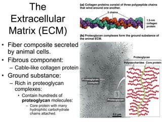The
Extracellular
Matrix (ECM)
• Fiber composite secreted
by animal cells.
• Fibrous component:
– Cable-like collagen protein
• Ground substance:
– Rich in proteoglycan
complexes:
• Contain hundreds of
proteoglycan molecules:
– Core protein with many
hydrophilic carbohydrate
chains attached.
 