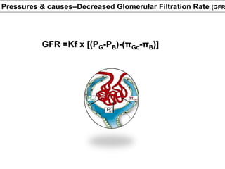 Gfr 5 Form.pdf Comprehensive Overview of Determinants and Regulation of Glomerular ...