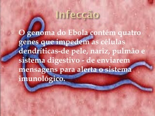  O genoma do Ebola contém quatro 
genes que impedem as células 
dendríticas-de pele, nariz, pulmão e 
sistema digestivo - de enviarem 
mensagens para alerta o sistema 
imunológico. 
 