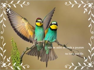não se sabe de onde e pousam no livro que lês. 