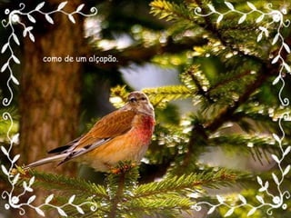 como de um alçapão. 