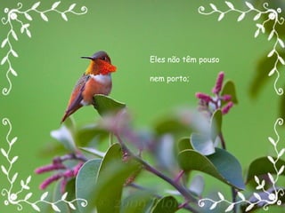 Eles não têm pouso nem porto; Eles não têm pouso nem porto; 