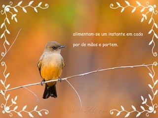 alimentam-se um instante em cada par de mãos e partem. 