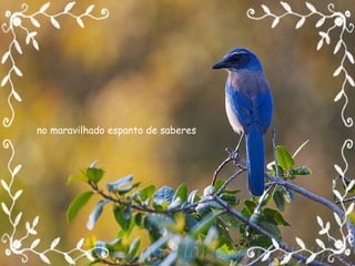 no maravilhado espanto de saberes 