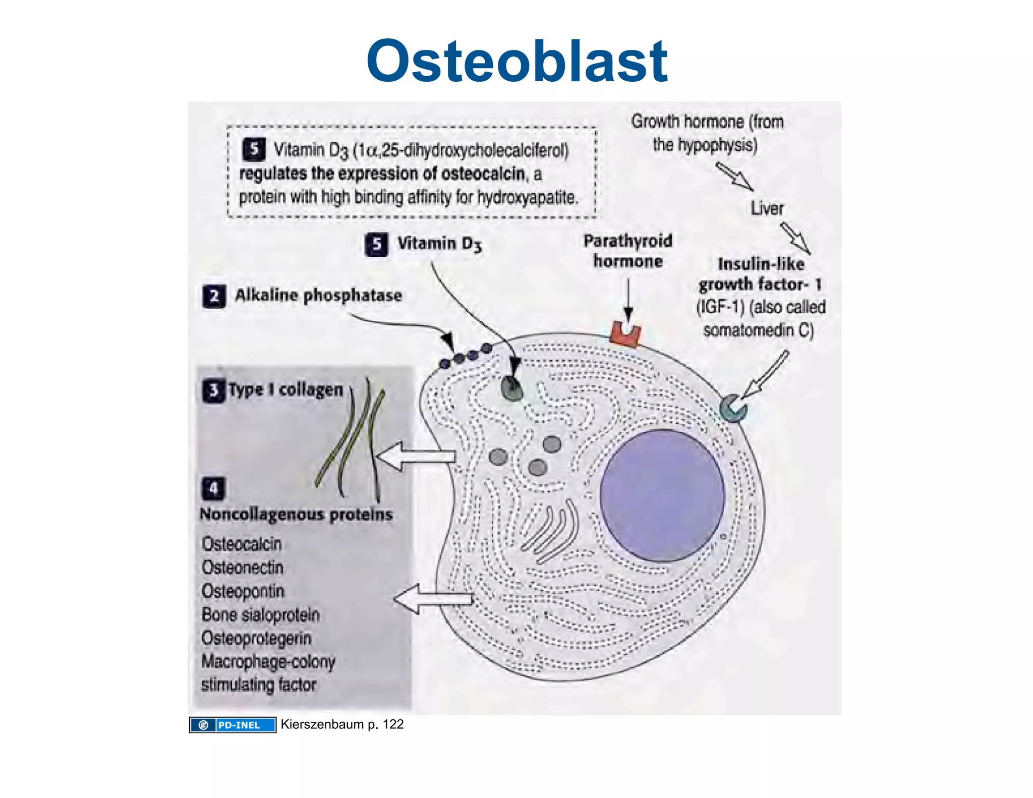 10.13.08: Histology - Bone Formation and Remodeling | PDF