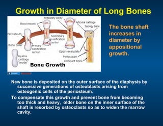 10.13.08: Histology - Bone Formation and Remodeling | PDF