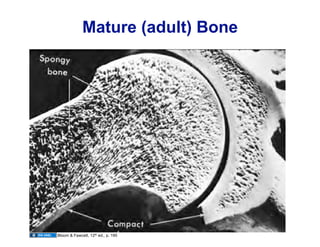 10.13.08: Histology - Bone Formation and Remodeling | PDF
