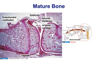 Bone Remodeling Histology