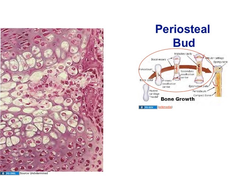 10.13.08 Histology Bone Formation and Remodeling