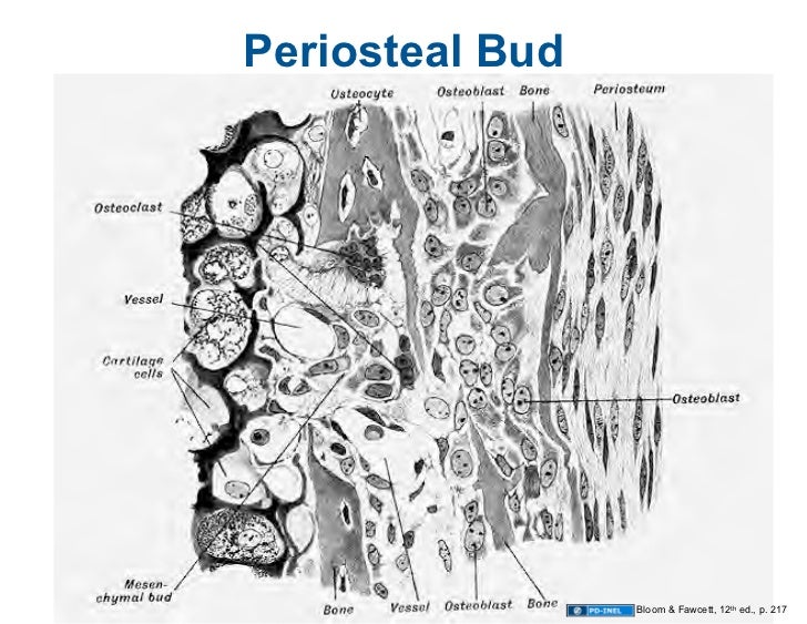 10.13.08 Histology Bone Formation and Remodeling