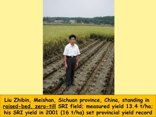 Liu Zhibin, Meishan, Sichuan province, China, standing in  raised-bed, zero-till  SRI field; measured yield 13.4 t/ha; his...