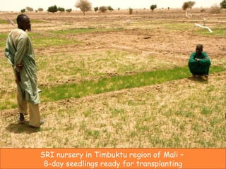 SRI nursery in Timbuktu region of Mali –  8-day seedlings ready for transplanting 