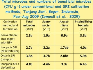 Total microbes and numbers of beneficial microbes (CFU g -1 ) under conventional and SRI cultivation methods, Tanjung Sari...