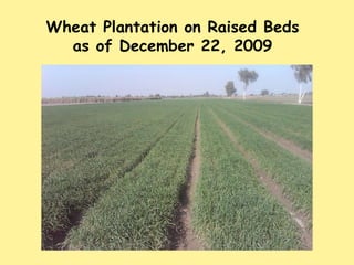 Wheat Plantation on Raised Beds as of December 22, 2009 
