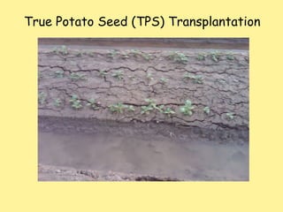 True Potato Seed (TPS) Transplantation  