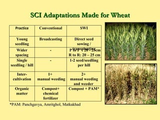 SCI Adaptations Made for Wheat <ul><ul><li>*PAM: Panchgavya, Amritghol, Matkakhad </li></ul></ul>Practice Conventional SWI...