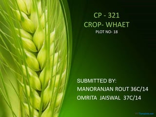 CP - 321
CROP- WHAET
PLOT NO- 18
SUBMITTED BY:
MANORANJAN ROUT 36C/14
OMRITA JAISWAL 37C/14
 