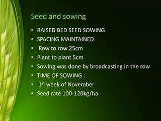 Seed and sowing
• RAISED BED SEED SOWING
• SPACING MAINTAINED
• Row to row 25cm
• Plant to plant 5cm
• Sowing was done by broadcasting in the row
• TIME OF SOWING :
• 1st week of November
• Seed rate 100-120kg/ha
 