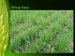 Wheat field
 