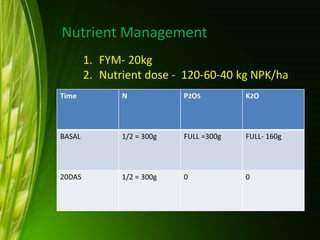 Nutrient Management
1. FYM- 20kg
2. Nutrient dose - 120-60-40 kg NPK/ha
Time N P2O5 K2O
BASAL 1/2 = 300g FULL =300g FULL- 160g
20DAS 1/2 = 300g 0 0
 