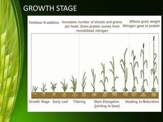 GROWTH STAGE
 