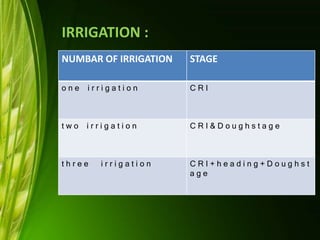 IRRIGATION :
NUMBAR OF IRRIGATION STAGE
o n e i r r i g a t i o n C R I
t w o i r r i g a t i o n C R I & D o u g h s t a g e
t h r e e i r r i g a t i o n C R I + h e a d i n g + D o u g h s t
a g e
 