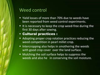 Weed control
 Yield losses of more than 70% due to weeds have
been reported from weed control experiments.
 It is necessary to keep the crop weed-free during the
first 30 days after sowing.
 Cultural practices :
 Adopting proper crop rotation practices reducing the
weed competition in pearl millet crop.
 Intercropping also helps in smothering the weeds
with good crop cover over the land surface.
 Mulching the soil surface helps to suppress the
weeds and also he in conserving the soil moisture.
 