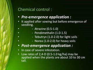 Chemical control :
• Pre-emergence application :
• It applied after sowing but before emergence of
seedling.
• - Atrazine (0.5-1.0)
• - Pendimethalin (1.0-1.5)
• - Tebutryn (1.0-2.0) for light soils
• - Norea (1.0-2.0) for heavy soils
• Post-emergence application :
• In case of severe infestation.
• Low rates of 2,4-D (0.5-1.0 kg/ha) may be
applied when the plants are about 10 to 30 cm
tall.
 