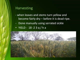Harvesting
- when leaves and stems turn yellow and
become fairly dry – before it is dead ripe.
- Done manually using serrated sickle
• YIELD - 18 -2 3 q / h a
 
