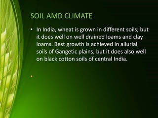 SOIL AMD CLIMATE
• In India, wheat is grown in different soils; but
it does well on well drained loams and clay
loams. Best growth is achieved in allurial
soils of Gangetic plains; but it does also well
on black cotton soils of central India.
•
 