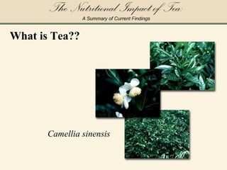 [object Object],Camellia sinensis 