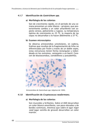 Procedimientos y técnicas de laboratorio para la identificación de los principales hongos oportunistas



         4.1.7	       Identificación	de	Geotrichum spp.

                      a)	 Morfología	de	las	colonias
                           Son de crecimiento rápido, en el período de una se-
                           mana presentan un color blanco – grisáceo, que pos-
                           teriormente cambia a un color amarillento con as-
                           pecto ceroso, polvoriento a rugoso. La temperatura
                           óptima de crecimiento es 25 ºC, la mayoría de las
                           cepas no desarrollan o lo hacen débilmente a 37 ºC.

                      b)	 Examen	microscópico
                           Se observa artroconidias unicelulares, en cadena,
                           hialinas que resultan de la fragmentación de hifas no
                           diferenciadas por fisión a través de un doble septo,
                           estas estructuras tienen forma rectangular y redon-
                           deada en los extremos, semejante a un barril. Care-
                           cen de blastoconidias, conidióforos y pseudohifas.




                       Artroconidias de Geotrichum spp. (objetivo de 100X).


         4.1.8	       Identificación	de	Cryptococcus neoformans.

                      a)	 Morfología	de	las	colonias
                           Son mucoides y brillantes. Sobre el ASD desarrollan
                           un color blanco amarillento, son poco elevadas y de
                           bordes continuos, mientras que sobre el agar niger
                           seed (agar semilla de girasol) desarrollan un color
                           marrón.



44
                                                                                 Instituto Nacional de Salud
 