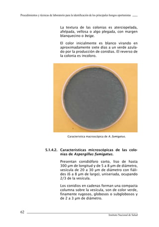 Procedimientos y técnicas de laboratorio para la identificación de los principales hongos oportunistas



                                    La textura de las colonias es aterciopelada,
                                    afelpada, vellosa o algo plegada, con margen
                                    blanquecino o beige.

                                    El color inicialmente es blanco virando en
                                    aproximadamente siete días a un verde azula-
                                    do por la producción de conidias. El reverso de
                                    la colonia es incoloro.




                                           Caracteristica macroscópica de A. fumigatus.




                      5.1.4.2.	 Características	 microscópicas	 de	 las	 colo-
                                nias	de	Aspergillus fumigatus.

                                    Presentan conidióforo corto, liso de hasta
                                    300 μm de longitud y de 5 a 8 μm de diámetro,
                                    vesícula de 20 a 30 μm de diámetro con fiáli-
                                    des (6 a 8 μm de largo), uniseriada, ocupando
                                    2/3 de la vesícula.

                                    Los conidios en cadenas forman una compacta
                                    columna sobre la vesícula, son de color verde,
                                    finamente rugosos, globosos o subglobosos y
                                    de 2 a 3 μm de diámetro.



62
                                                                                 Instituto Nacional de Salud
 