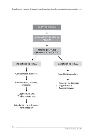 Procedimientos y técnicas de laboratorio para la identificación de los principales hongos oportunistas




                                       MUESTRA CLÍNICA



                                   AISLAMIENTO PRIMARIO
                                         ASG-CAF



                                     PRUEBA DEL TUBO
                                  GERMINATIVO NEGATIVO




      PRESENCIA DE HIFAS                                               AUSENCIA DE HIFAS



     Conidióforos ausentes                                             Sólo blastoconidios



     Artroconidios, hialinos,                                      •    Especies de Candida
           presentes                                               •    Cryptococcus
                                                                   •    Saccharomyces

        Geotrichum spp.
       Trichosporum spp.



  Asimilación carbohidratos
        fermentación




4
                                                                                 Instituto Nacional de Salud
 