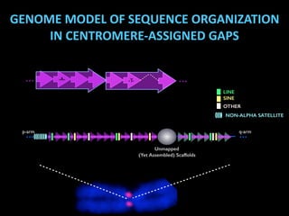 p-arm q-arm
... ...
... ...-A- -T-
GENOME	
  MODEL	
  OF	
  SEQUENCE	
  ORGANIZATION	
  
IN	
  CENTROMERE-­‐ASSIGNED	
  GA...