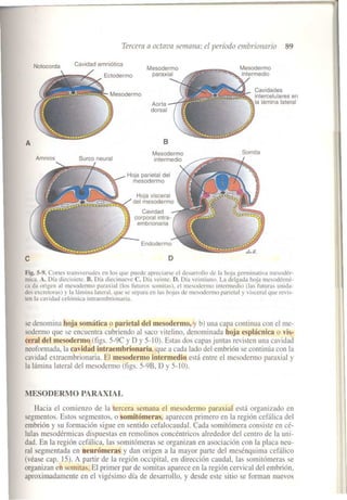 -Langman-Embriologia- embriologiaMedica.pdf