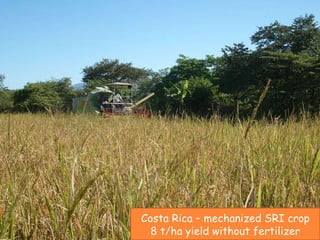 Costa Rica – mechanized SRI crop  8 t/ha yield without fertilizer 