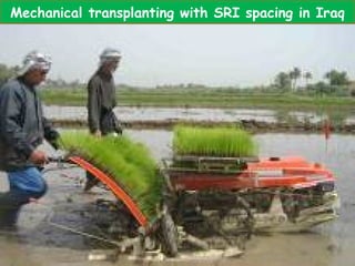 Mechanical transplanting with SRI spacing in Iraq 