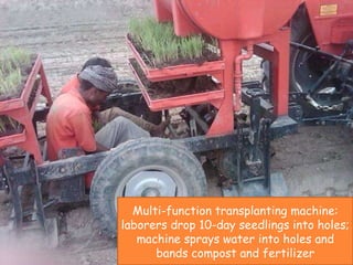 Multi-function transplanting machine: laborers drop 10-day seedlings into holes; machine sprays water into holes and bands...