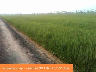 Growing crop – reached 90 tillers at 72 days 