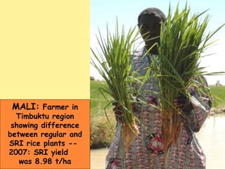 MALI:  Farmer in Timbuktu region showing difference between regular and SRI rice plants --  2007: SRI yield  was 8.98 t/ha 