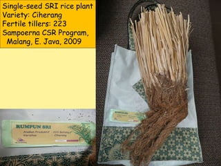 Single-seed SRI rice plant Variety: Ciherang Fertile tillers: 223 Sampoerna CSR Program, Malang, E. Java, 2009 