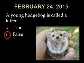 A young hedgehog is called a
kitten.
A. True
B. False
 