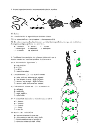 5- A figura representa os vários níveis de organização das proteínas.
5.1- Indica:
5.1.1- quantos níveis de organização das proteínas existem;
5.1.2- o número da figura correspondente à estrutura quaternária.
5.2- De entre as seguintes funções, transcreve a(s) letra(s) correspondente(s) à(s) que não pode(m) ser
desempenhada(s) pelas proteínas nos seres vivos.
A- Vitamínica B- Reserva C- Motora
D- Imunológica E- Hormonal F- Transporte
G- Enzimática H- Estrutural
6- Considera a figura ao lado e, em cada uma das questões que se
seguem, transcreve a letra correspondente à opção correcta.
6.1- A macromolécula representada é:
A- uma proteína;
B- o DNA;
C- o RNA;
D- um polissacarídeo.
6.2- Os constituintes 1, 2 e 3 são respectivamente:
A- ácido fosfórico, pentose e base azotada;
B- base azotada, pentose e ácido fosfórico;
C- pentose, base azotada e ácido fosfórico;
D- pentose, ácido fosfórico e base azotada.
6.3- Cada molécula formada por 1 + 2 + 3, denomina-se:
A- polímero;
B- nucleótido;
C- ácido nucleíco;
D- polipéptido.
6.4- A base azotada inexistente na macromolécula ao lado é:
A- a adenina;
B- a guanina;
C- a citosina;
D- a timina;
E- o uracilo.
6.5- Tanto o DNA como o RNA:
A- intervêm na síntese de proteínas;
B- são constituídos por uma cadeia dupla;
C- contêm toda informação hereditária;
D- controlam toda a actividade celular.
2
3
1
4 5
1
2
3
 
