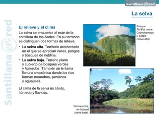 Yarinacocha, en Ucayali (selva baja). El relieve y el clima La selva se encuentra al este de la cordillera de los Andes. En su territorio se distinguen dos formas de relieve: La  selva alta . Territorio accidentado en el que se aprecian valles, pongos y bosques de neblina. El clima de la selva es cálido,  húmedo y lluvioso. Bosque  Pui Pui, entre Chanchamayo y Satipo (selva alta). La  selva baja . Terreno plano  y cubierto de bosques verdes  y húmedos. También se le llama llanura amazónica donde los ríos forman meandros, pantanos  y aguajales. La selva 