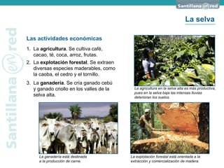 Las actividades económicas 1. La  agricultura . Se cultiva café, cacao, té, coca, arroz, frutas. 2. La  explotación forestal . Se extraen diversas especies maderables, como la caoba, el cedro y el tornillo. 3. La  ganadería . Se cría ganado cebú y ganado criollo en los valles de la selva alta. La agricultura en la selva alta es más productiva, pues en la selva baja las intensas lluvias deterioran los suelos. La explotación forestal está orientada a la extracción y comercialización de madera. La ganadería está destinada a la producción de carne. La selva 