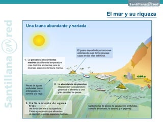 Una fauna abundante y variada El mar y su riqueza 1. La  presencia de corrientes marinas  de diferente temperatura crea distintos ambientes para la diversas especies de fauna marina. 2. La  abundancia de plancton  (fitoplancton y zooplancton) garantiza el alimento a una gran cantidad de peces. 3. El  afloramiento de aguas frías   del fondo del mar a la superficie.  Estas aguas están que alimentan  al plancton y a otras especies marinas. El guano depositado por enormes colonias de aves forma gruesas capas en las islas del litoral. Peces de aguas profundas, como el lenguado, la corvina y la raya. Cardúmenes de peces de aguas poco profundas, como la anchoveta, la sardina y el pejerrey. 